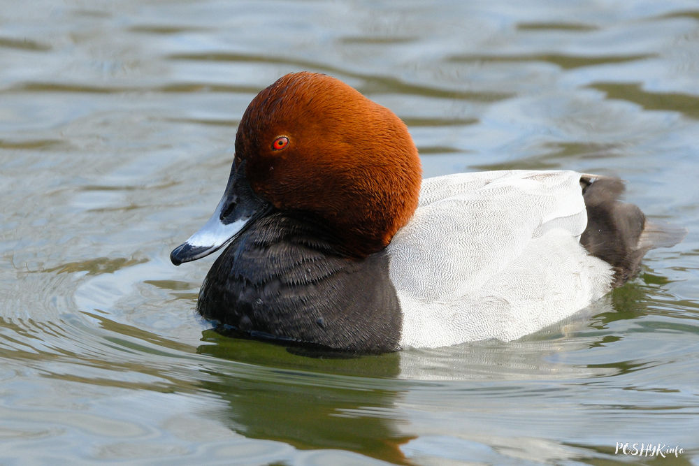 Чернеть красноголовая Птица Чернеть красноголовая