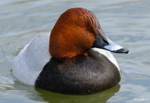 Нырок-сівак – што за дзіўная птушка? Птушка Беларусі нырок сівак