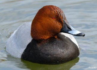 Нырок-сівак – што за дзіўная птушка? Птушка Беларусі нырок сівак