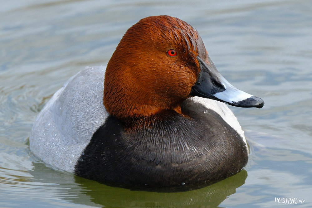 Птушка Беларусі нырок сівак
