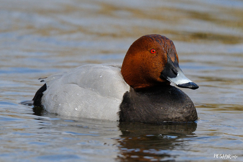 Птушка нырок сівак Птушка нырок сівак