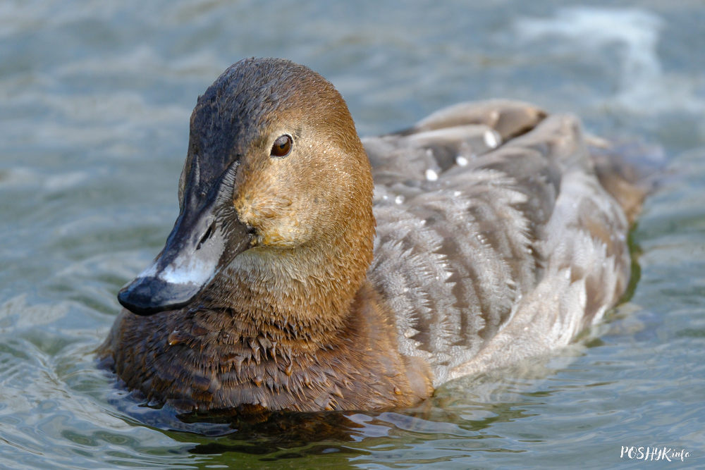 Нырок-сівак самка