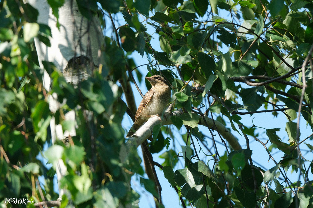 Bird Eurasian wryneck