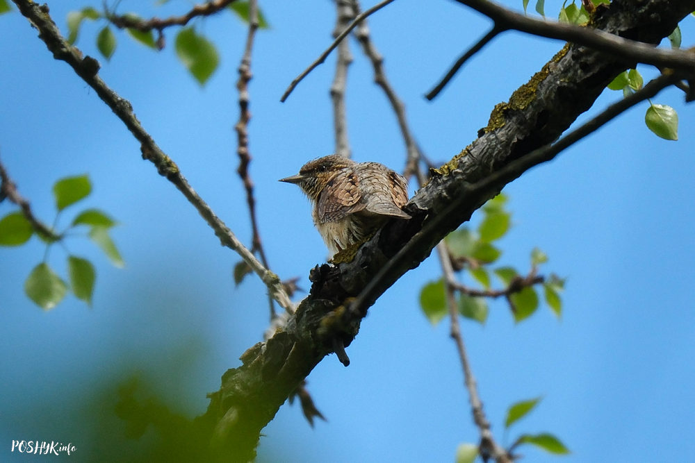 Eurasian wryneck