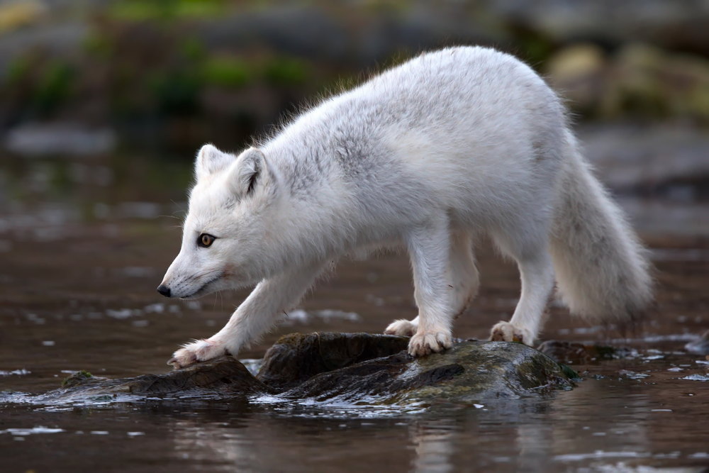 Пясец ці Палярная лісіца (Vulpes lagopus)
