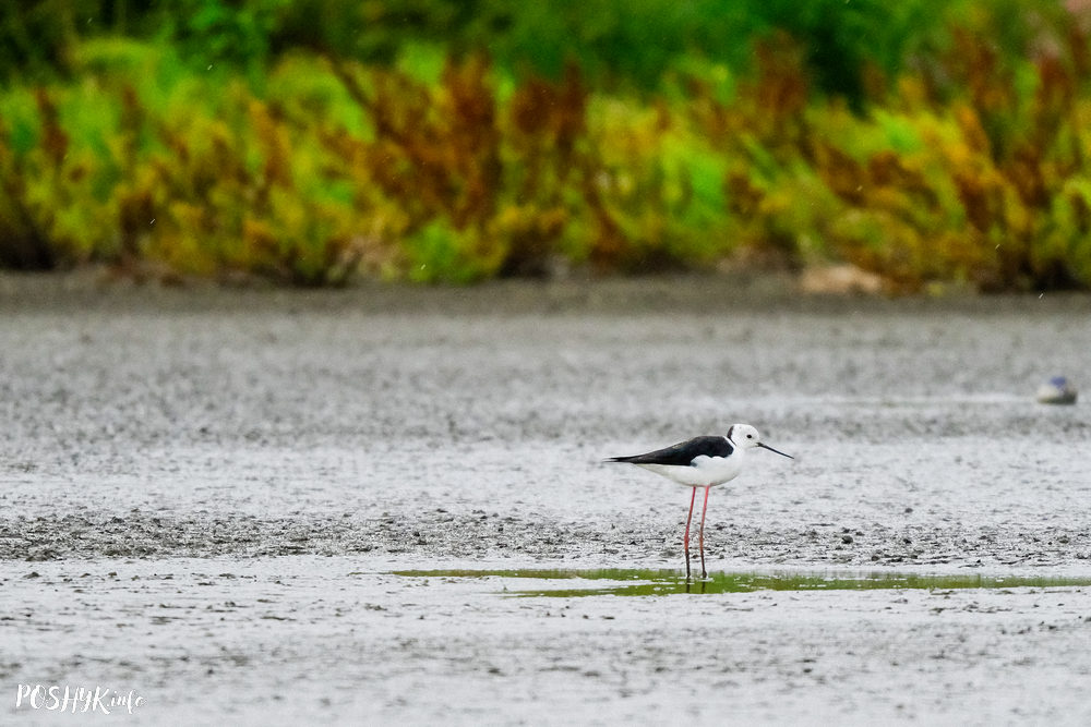 Black winged stilt bird