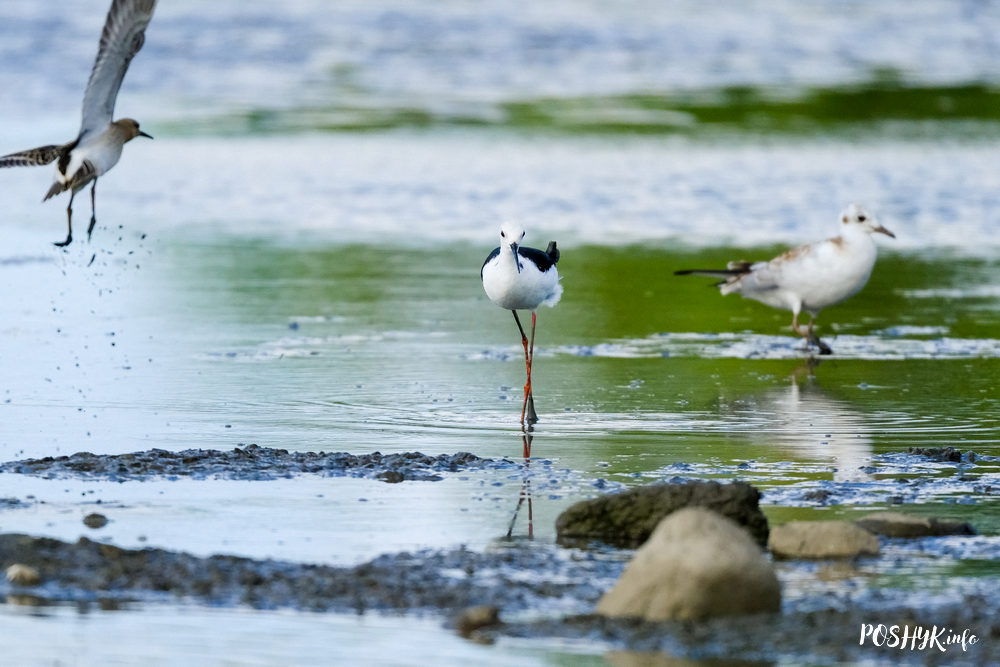 Himantopus himantopus bird