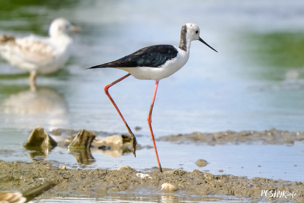 Bird Black winged stilt