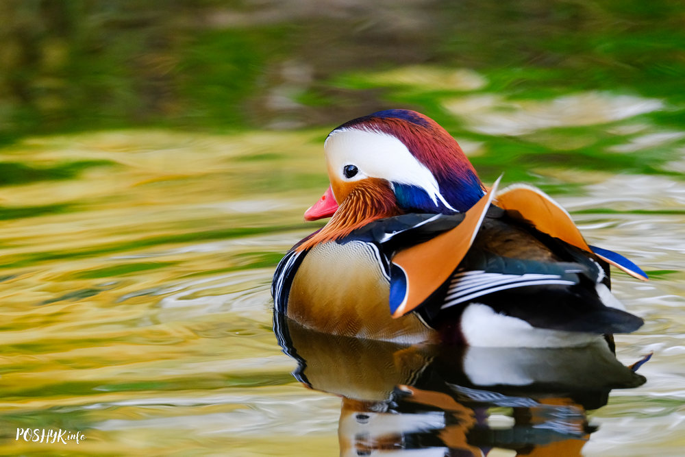 Птушкі Беларусі: качка-мандарынка Mandarin duck